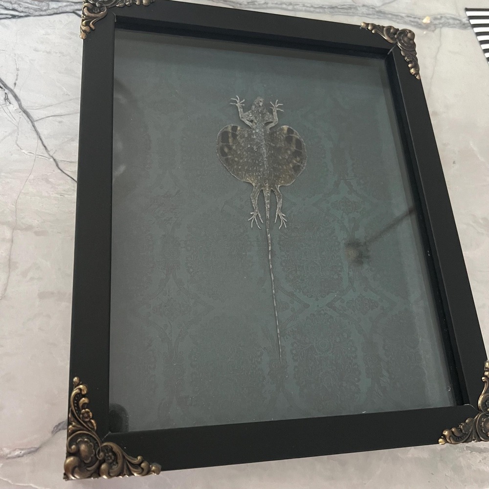 Flying‎ lizard taxidermy framed